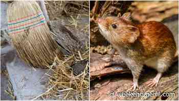 Hantavirus en Lago Puelo y Buenos Aires: 8 claves para entenderlo y evitarlo - Weekend