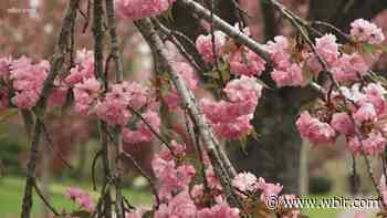 Dogwood Arts begins Bazillion Blooms tree sales - WBIR.com