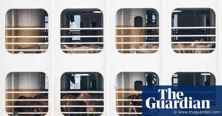 Exclusive: livestock ships twice as likely to be lost as cargo vessels