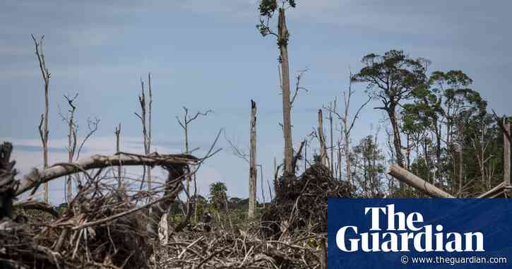 Banks lent $2.6tn linked to ecosystem and wildlife destruction in 2019 – report