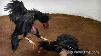 Cockfighting Raid Turns Deadly, Rooster Attacks and Kills Police Officer