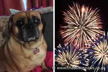 Woman calls for shops to ban sale of fireworks after rescue dog suffers serious injuries