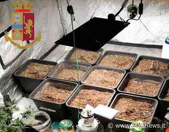 Hanno una serra di "erba" in camera da letto: due arresti a Milano - askanews