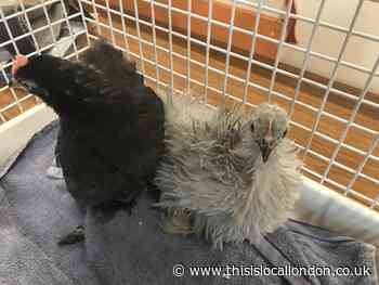 Chicks abandoned in Cranford Park recovered by RSPCA