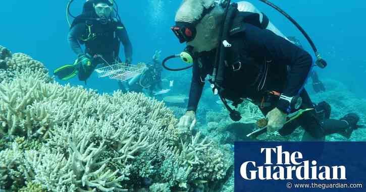 'We don't have time to lose': plans for coral ark to help save the world's reefs