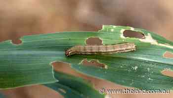 Grain growers urged to look for fall armyworm in crops