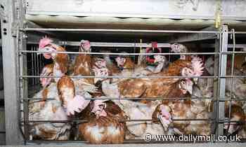 Animal rights activists accuse farm of forcing its caged hens to live in space smaller than A4 paper