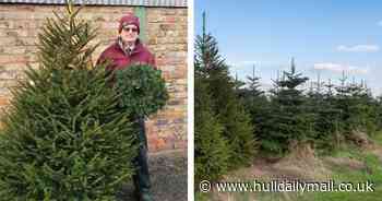 Pick your own Christmas tree at award-winning East Yorkshire farm