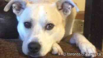 Ontario woman fighting to get dog back after animal services says he may be part pit bull