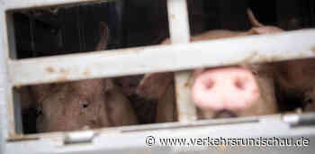 Behörden sollen Tiertransporte ins Ausland noch strenger prüfen - VerkehrsRundschau