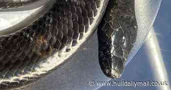 Dog walker finds exotic snake snoozing on Hull patio