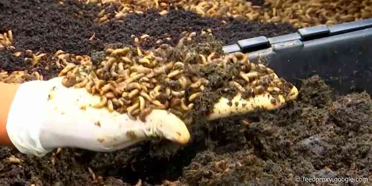 Fly larvae eat food waste and can be turned into animal feed — and it's a trend that's catching on around the world