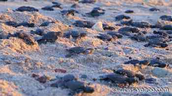 Record number of endangered turtles hatch in Mexico