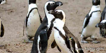 Gay male penguins steal lesbian couple's eggs at Dutch Zoo