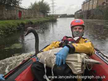 RSPCA: Swans and duck rescued from Clayton-le-Moors oil spill released back into wild