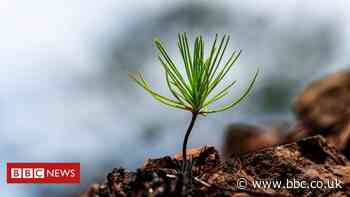 Climate change: China's forest carbon uptake 'underestimated'