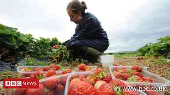 UK farmers to need 'thousands of foreign workers' next summer
