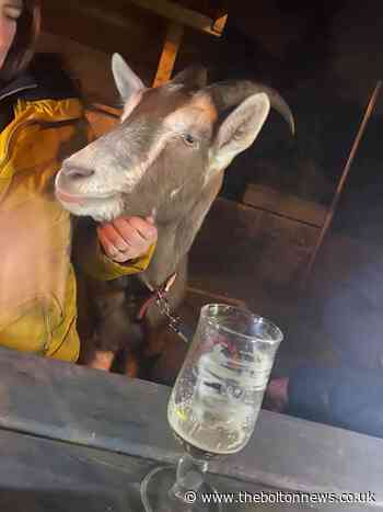 Goat’s bleating visit to pub delights revellers