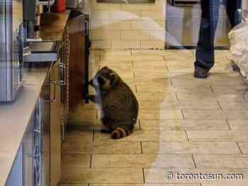 Raccoon spotted at Tim Hortons in Toronto - Toronto Sun