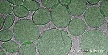 Nanoparticle Developed to Target “Achilles Heel” of Coronavirus – Could Be Key for Effective COVID-19 Vaccine