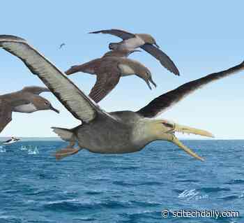 Antarctica Yields Oldest Fossils of Giant Birds With 21-Foot Wingspans, Fearsome Toothed Beak