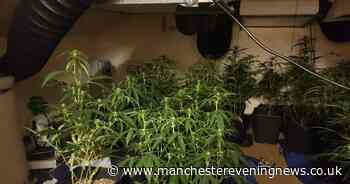 Industrial cannabis farm busted by police in Bolton home - Manchester Evening News