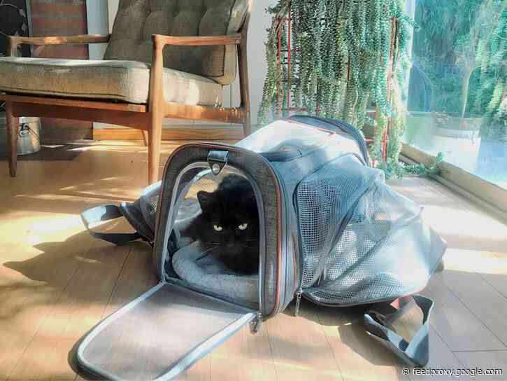 This expandable pet carrier is a versatile option for cats and small dogs — it's comfortable and my cat loves it