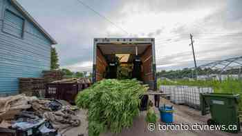 York police seize roughly $150M worth of illegal pot, firearms and exotic animals in drug bust