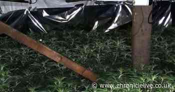 Five arrested after drugs farm worth more than £100,000 uncovered