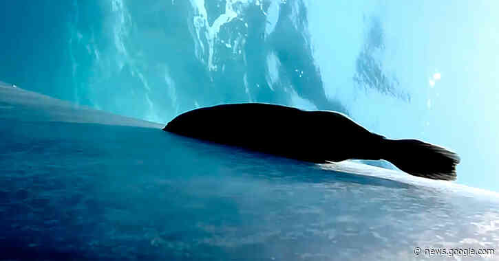 How Suckerfish Surf Across Blue Whales Without Falling Off - The New York Times