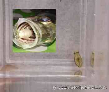 Tiny blood-sucking parasite sent to Bolton Museum
