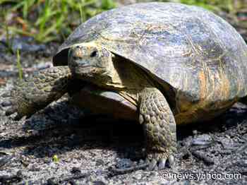 A 200-pound, 60-year-old tortoise has been found after escaping an enclosure and traveling through 2 counties