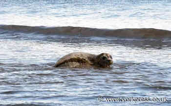 Seal looks back to say 'thank you' to rescuers as he is set free