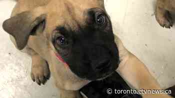 Two people accused of stealing seven puppies from Oshawa, Ont. apartment