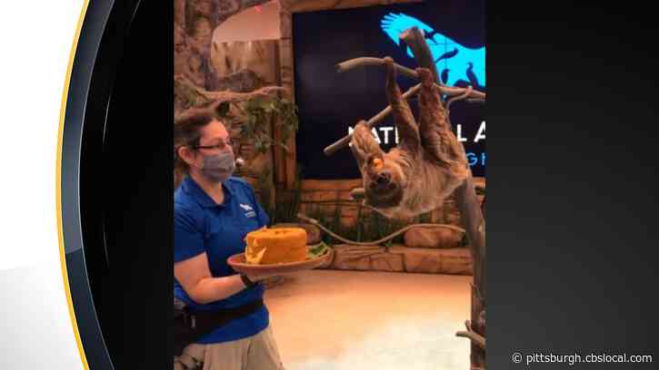 National Aviary’s Valentino The Sloth Celebrates 5th Birthday With Jack-O-Lantern Cake