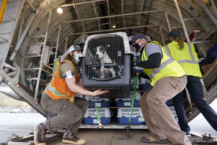 Hundreds of shelter dogs, cats flown across the Pacific