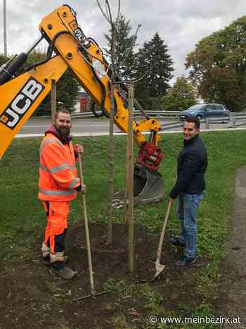 Ternitz: Stadt beweist grünen Daumen - Neunkirchen - meinbezirk.at
