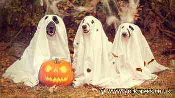 What not to do with your pets this Halloween