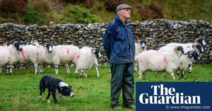 ‘Un-managing the land’: sheep make way for trees in Cumbria's uplands