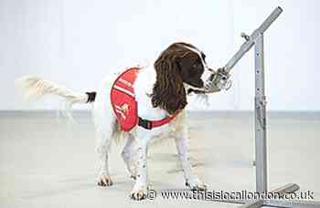 Sniffer dogs used at London Paddington station to detect Covid-19