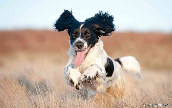 Man and dog have been best friends so long five dog species existed by end of Ice Age, study finds