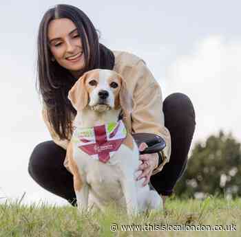 Acton backing for Great British Dog Walk
