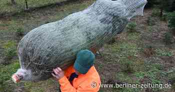 Wirtschaft : Wegen Corona: Weihnachtsbäume voraussichtlich teurer - Berliner Zeitung