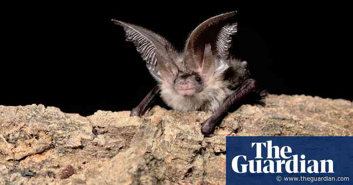 New sensor offers a window into the secret lives of Britain's rarest bats