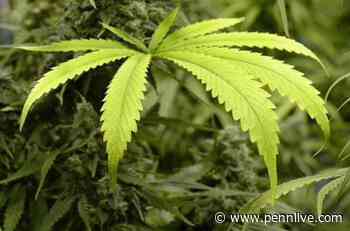 HACC nursing student who uses medical marijuana can’t avoid drug test she is sure to fail: Pa. court - PennLive