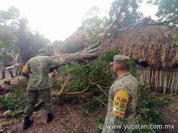 Árbol cae sobre una casa de guano en comisaría de Tizimín - El Diario de Yucatán