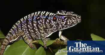 Chameleon last seen a century ago rediscovered in Madagascar