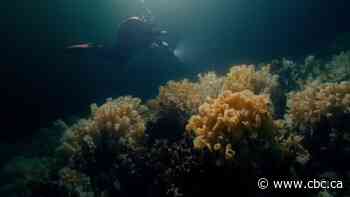 'Otherworldly' glass sponge reefs off B.C. featured in new documentary