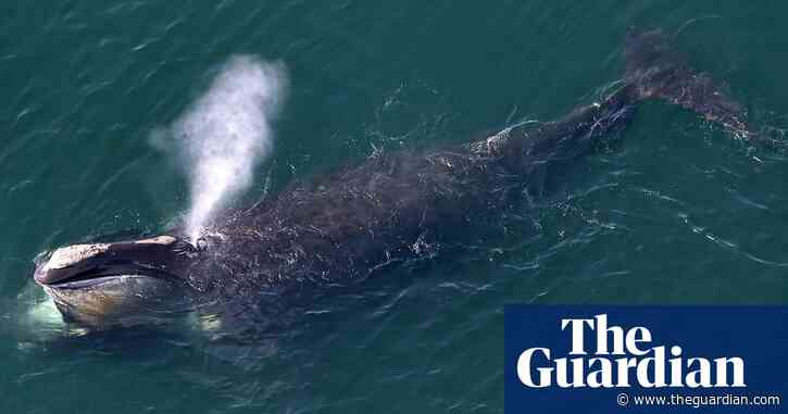 Humans pushing North Atlantic right whale to extinction faster than believed