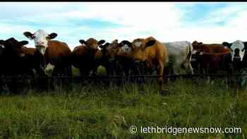 Alberta Beef Producers take up-coming producer meetings online - Lethbridge News Now